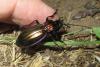 Carabus solieri